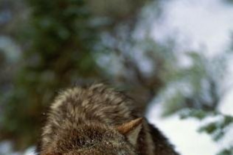 Галзуу чоно гурван хүнийг гэмтээжээ