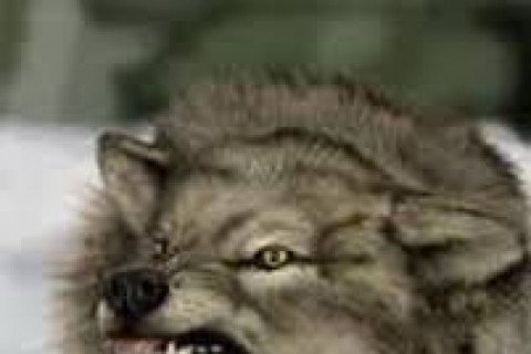 Галзуу чоно хүн барьжээ