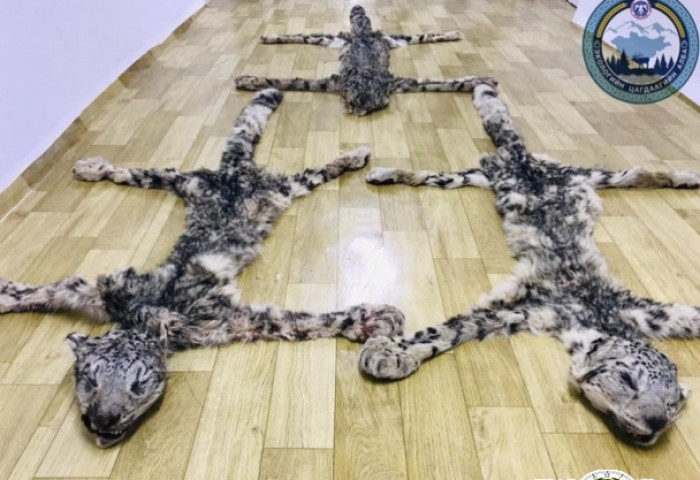 Цоохор ирвэсийн арьс өндөр үнээр худалдаалахыг завджээ