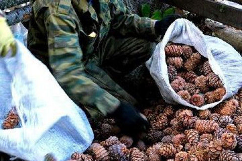 БОАЖ-ын сайдын тушаалын дагуу самар түүж, бэлтгэх боломжтой боллоо