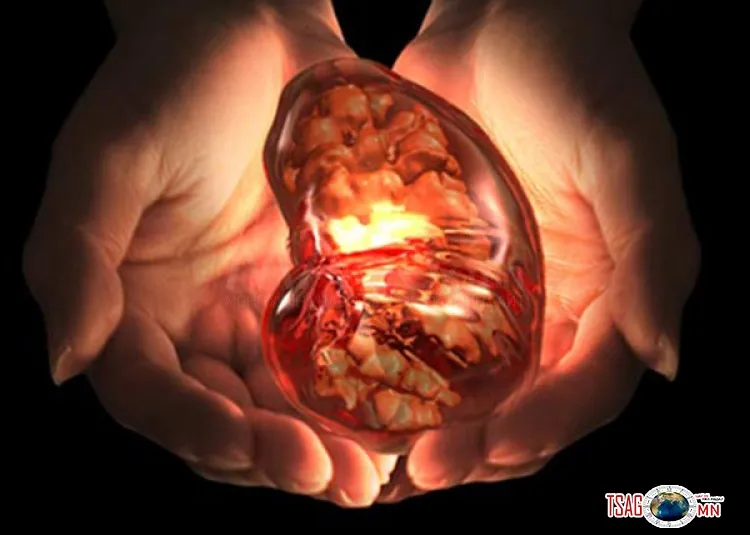 Бөөр хамгаалах дэлхийн өдөрт: Өвчлөлөөс сэргийлэх зөвлөгөө өгч, үзлэг хийж байна