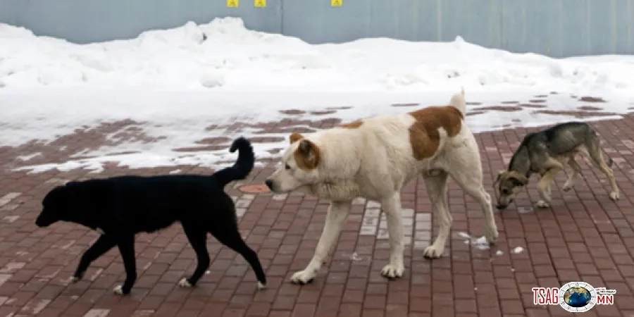 Золбин нохой, муургүй хот болно
