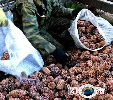 БОАЖ-ын сайдын тушаалын дагуу самар түүж, бэлтгэх боломжтой боллоо