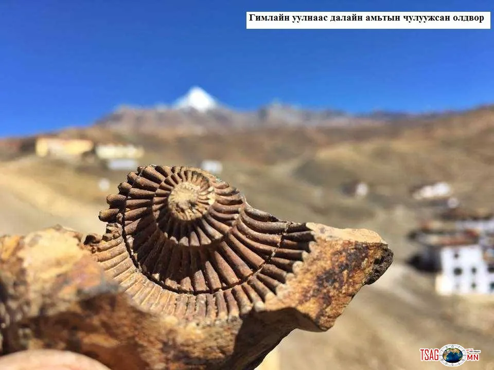 Гимилайн Уулсаас Олдсон Далайн Амьтдын Чулуужсан Олдворыг Тойрсон Төөрөгдлүүд